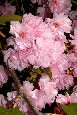 Prunus serrulata flowers